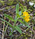 Hoary puccoon